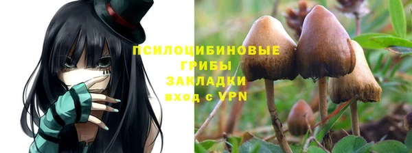 ГАЛЛЮЦИНОГЕННЫЕ ГРИБЫ Белокуриха